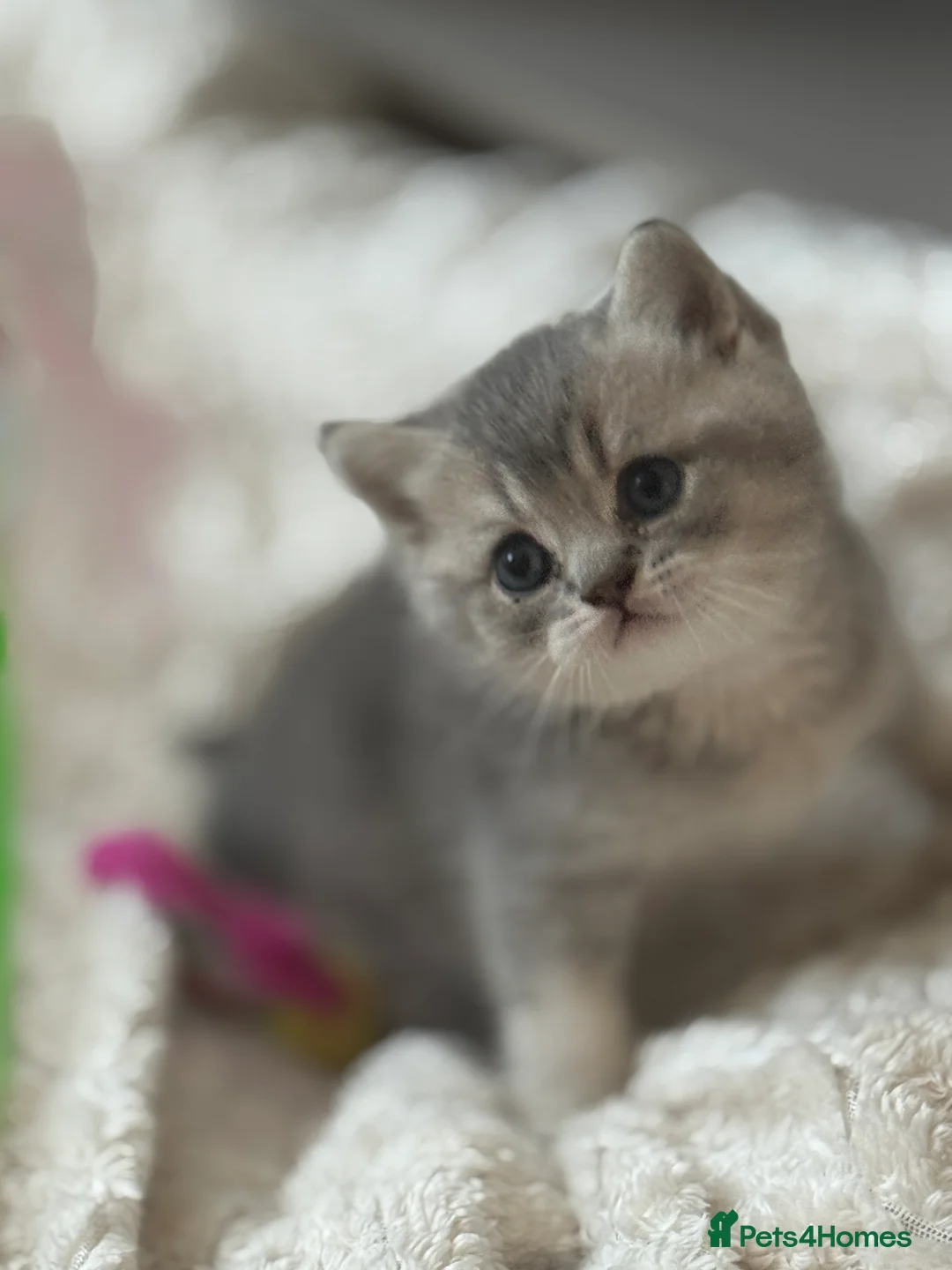 British Shorthair cats for sale: British shorthair female kitten - Advert 2