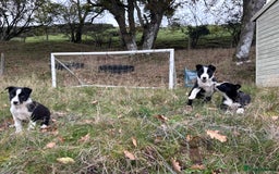 Border Collie dogs for sale: Lovely black and white sheepdog pups  - Image 1