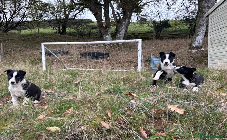 Border Collie dogs - Advert 4