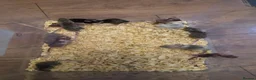 Mouse rodents for sale: Fancy pet mice for sale £8 each  in Manchester - Advert 6
