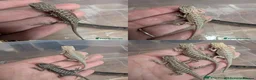 Bearded Dragon reptiles for sale: Young Bearded Dragons  - Advert 1