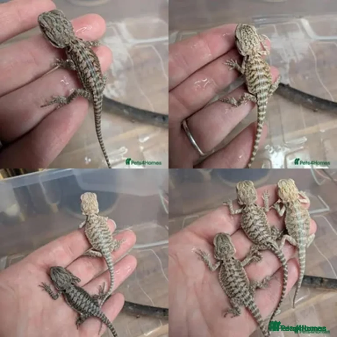 Bearded Dragon reptiles for sale: Young Bearded Dragons  - Advert 1