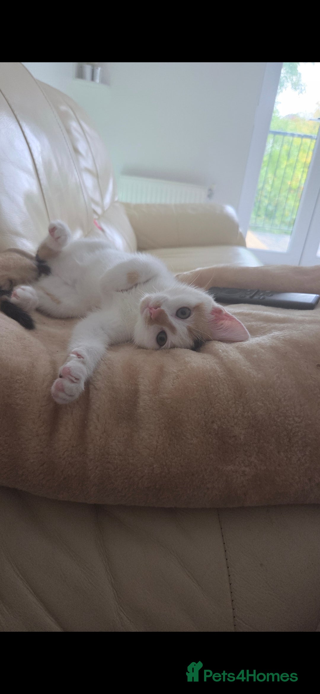 British Shorthair cats for sale: Baby / - Advert 7