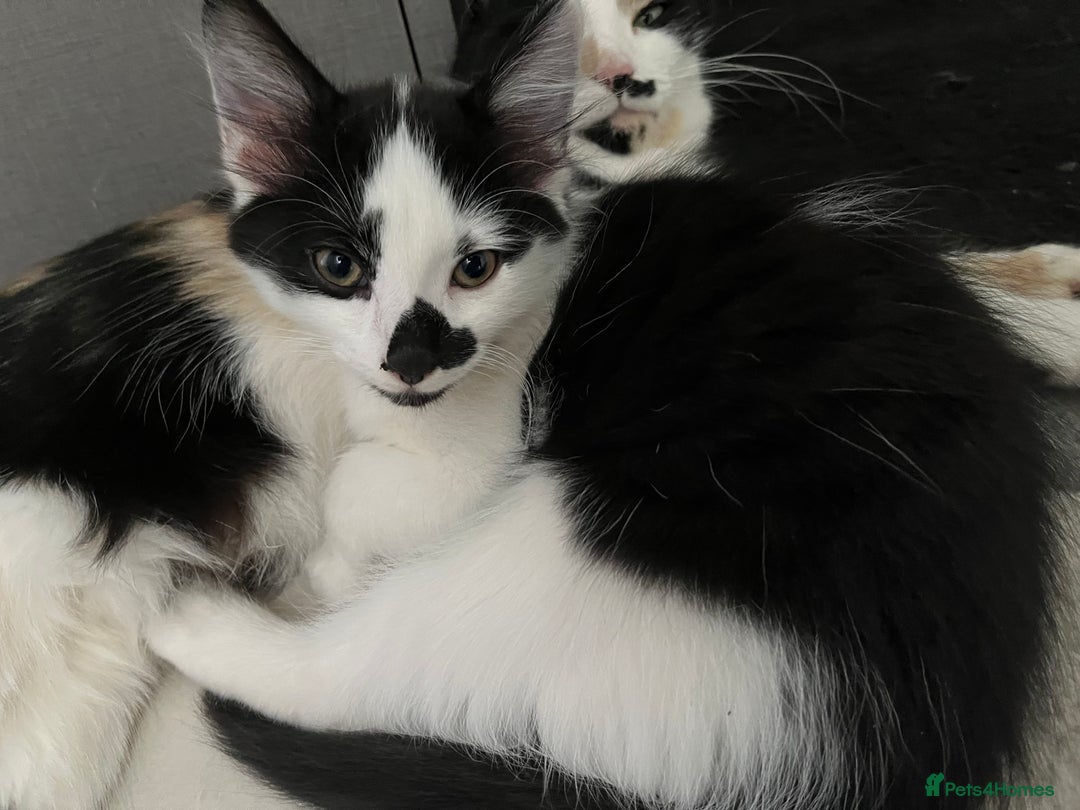 Mixed Breed cats for sale: Kittens for sale  - Image 6
