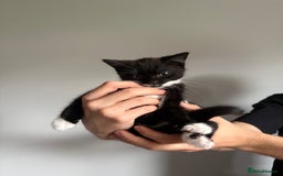 Mixed Breed cats for sale: Mixed breed kittens for sale - Image 4