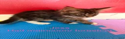 Maine Coon cats for sale: Beautiful male maincoon/forest cat kittens  - Advert 3