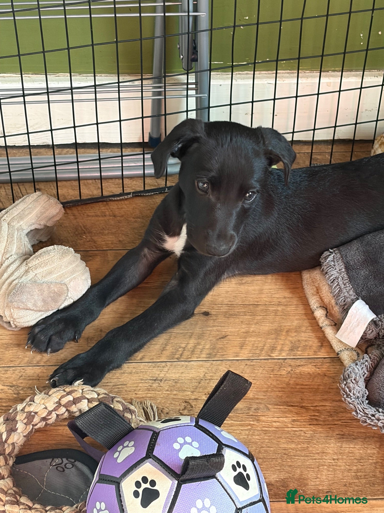 Whippet dogs Last male whippet ready for new home  - Advert 7