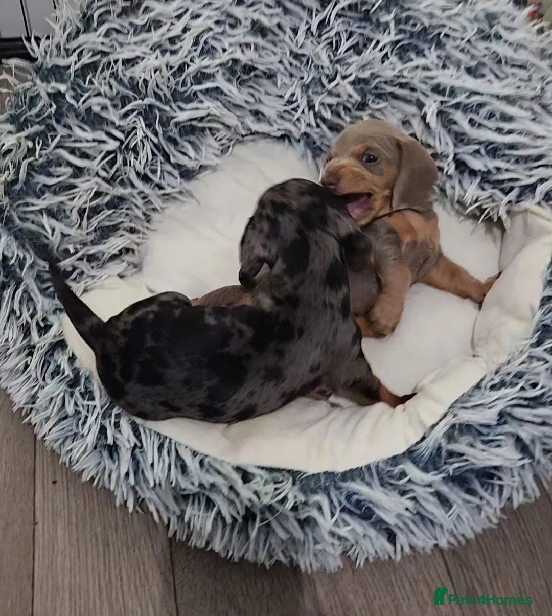 Miniature Dachshund dogs for sale: Our beautiful babies  - Advert 12