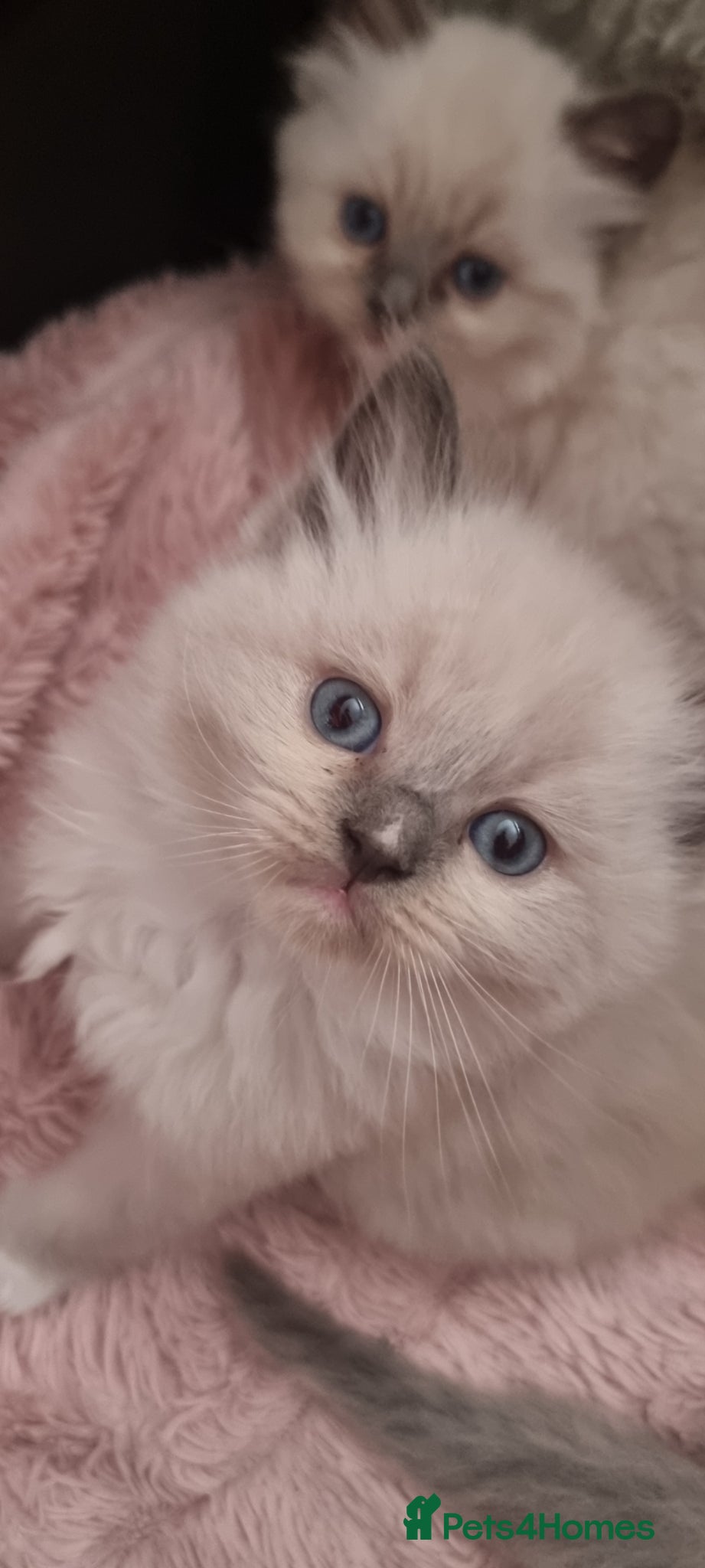 Ragdoll cats Kittens - Advert 2