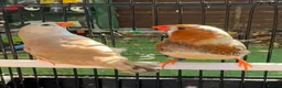 Mixed Breed birds for sale: Zebra Finches  - Advert 2
