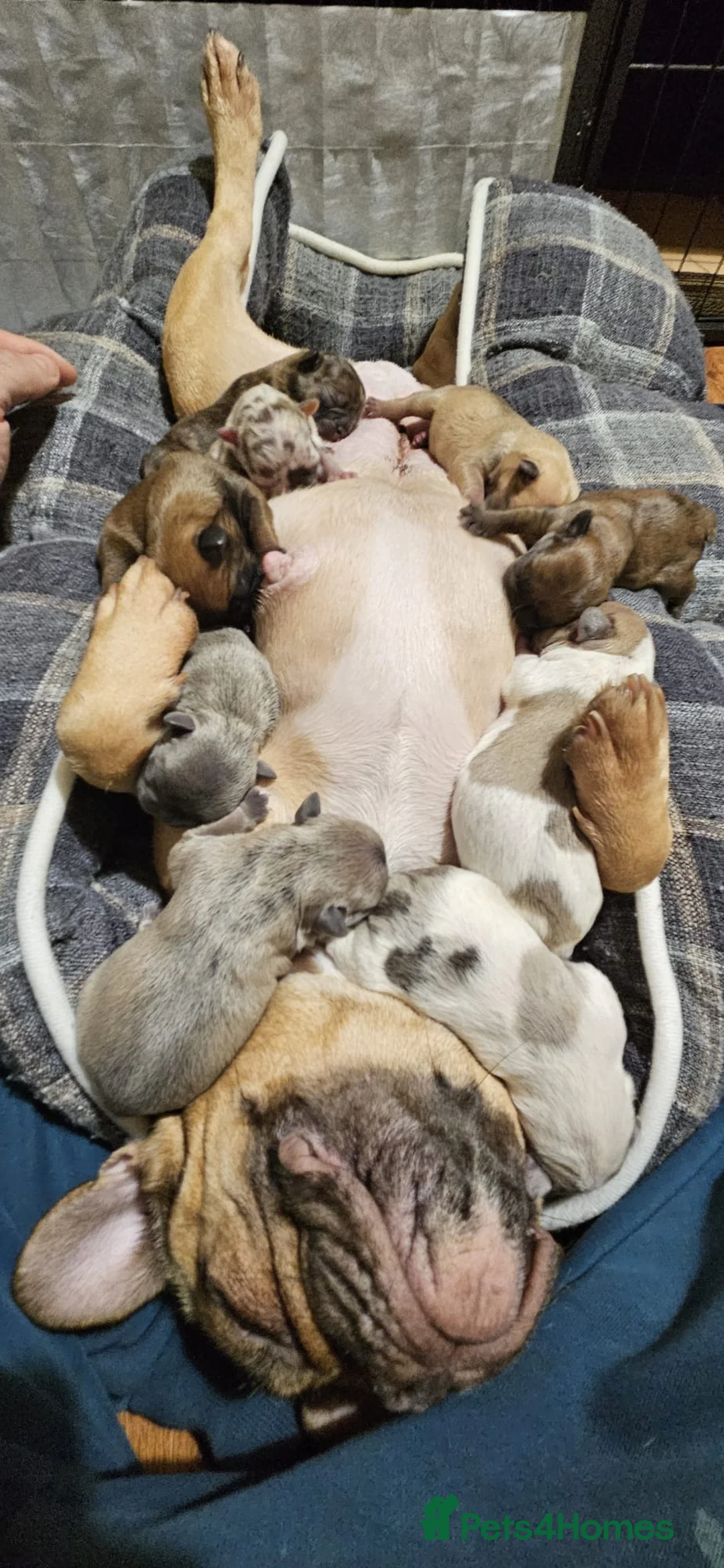 French Bulldog dogs for sale: French Bulldog Puppies for rehome - Advert 25