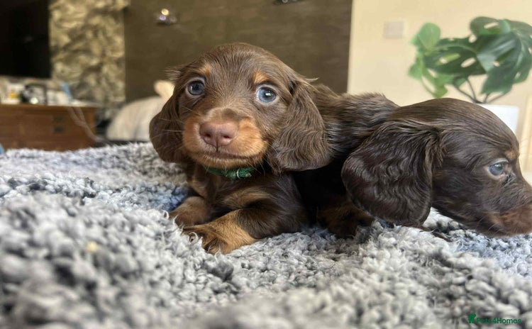 Miniature Dachshund dogs - Advert 6