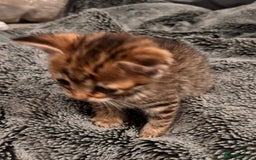 Mixed Breed cats for sale: 7 Gorgeous mixed kittens - Image 35