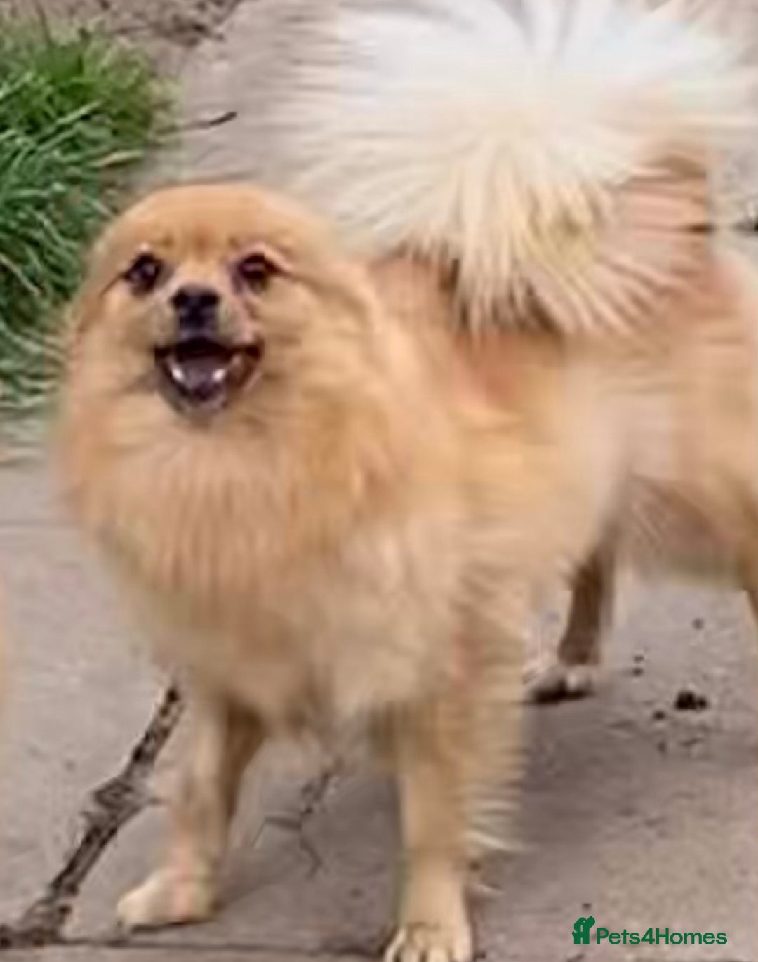 Pomeranian dogs for sale: Pomeranian puppies (Spitz) - Advert 10