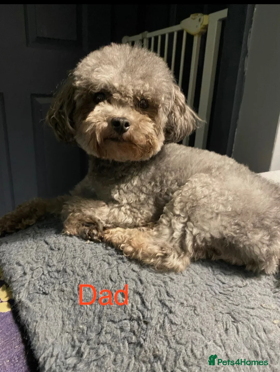 Toy Poodle dogs for sale: For sale 5 Stunning Asian/ toy poodle puppies  - Advert 10