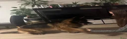 German Shepherd dogs for sale: Full pedigree German shepherd longhair  - Advert 13