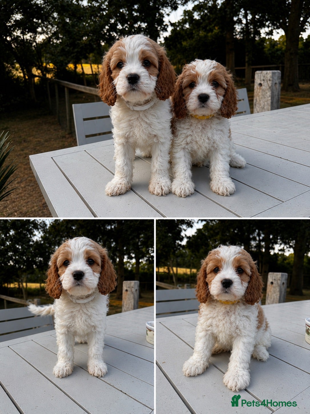 Cavapoo dogs Cavapoo’s extensively health tested rare colours  - Advert 1