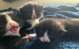 Domestic Shorthair cats for sale: Tuxedo Kitten for sale - Image 9