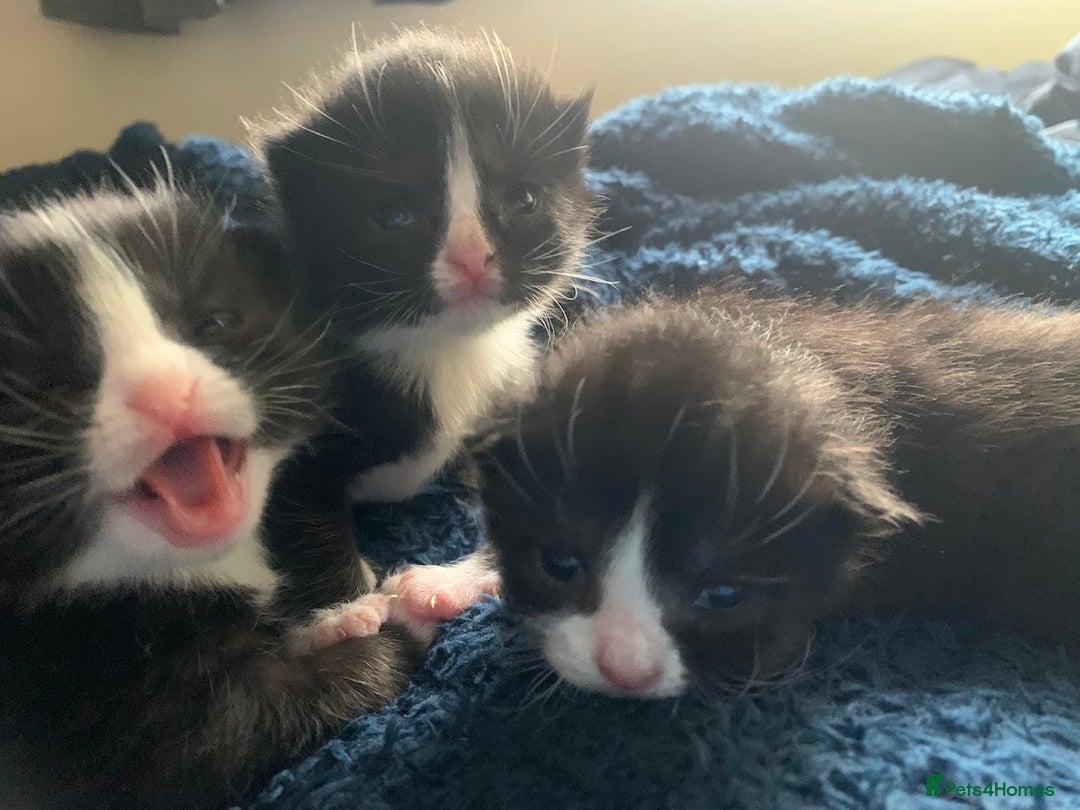 Domestic Shorthair cats for sale: Tuxedo Kitten for sale - Image 9