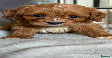 Cavapoo dogs - Advert 12