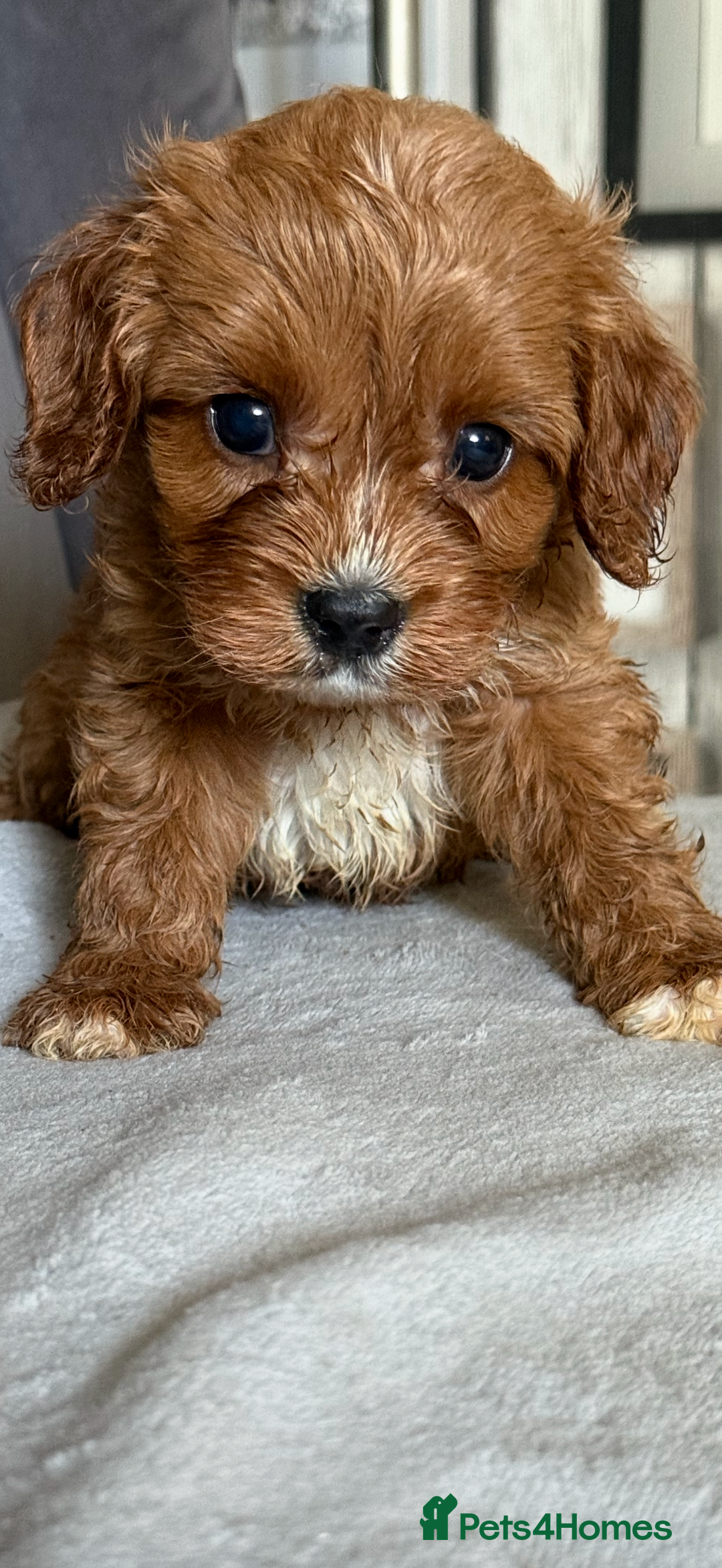 Cavapoo dogs for sale: DNA Health Tested Cavapoos  - Image 2