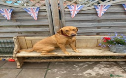 Labrador Retriever dogs for sale: Fox Red Labrador Puppies  - Image 14