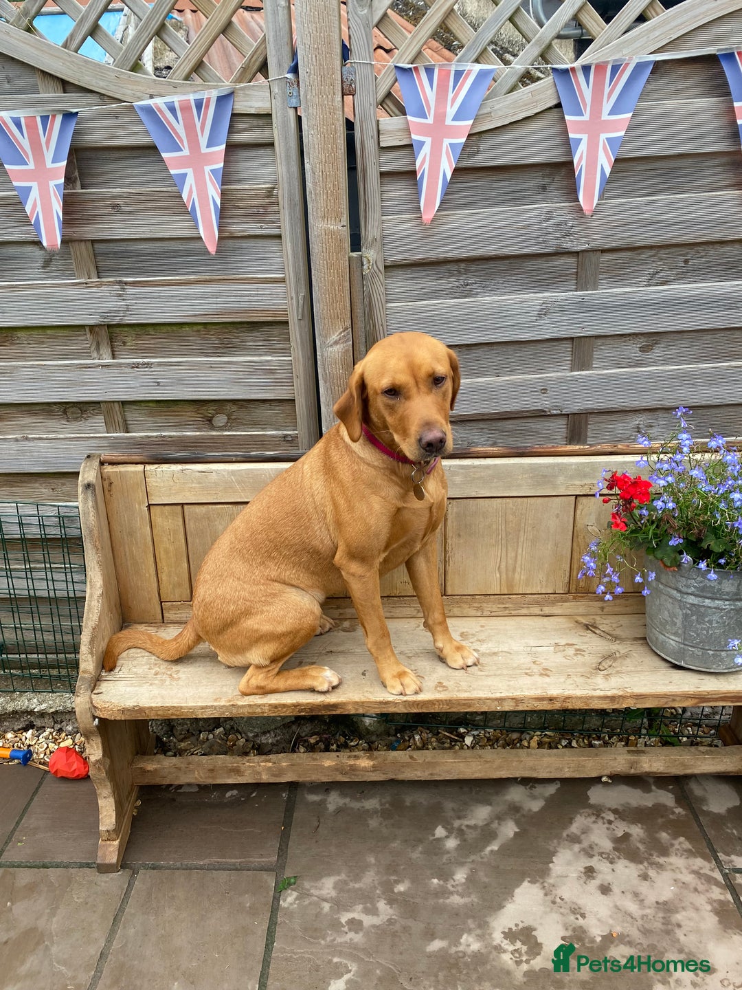 Labrador Retriever dogs for sale: Fox Red Labrador Puppies  - Image 14