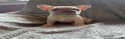 French Bulldog dogs for sale: French bulldogs  - Advert 8