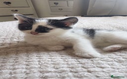 Ragdoll cats for sale: 3 beautiful female kittens for sale  - Image 1