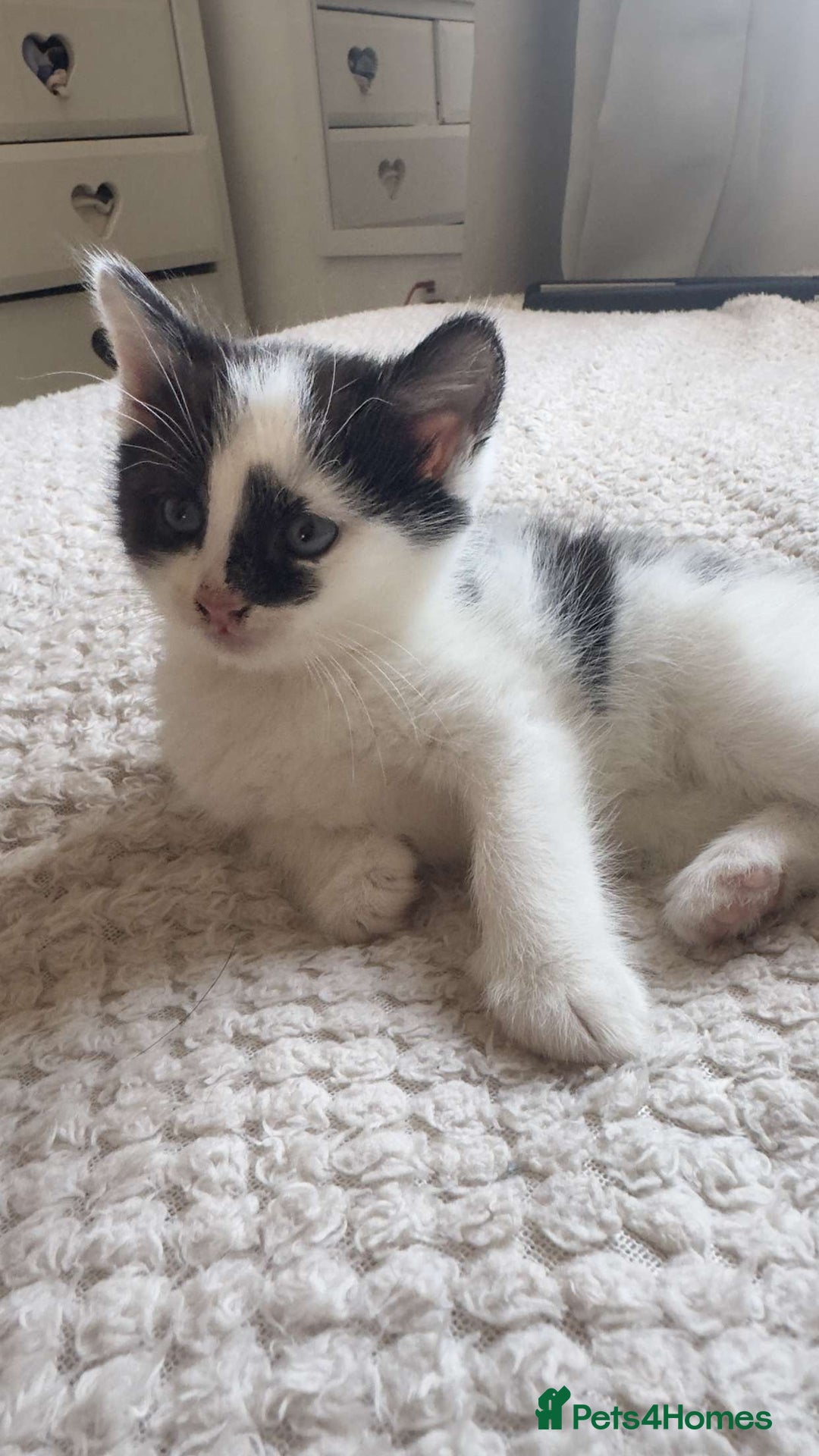 Ragdoll cats for sale: 3 beautiful female kittens for sale  - Image 1