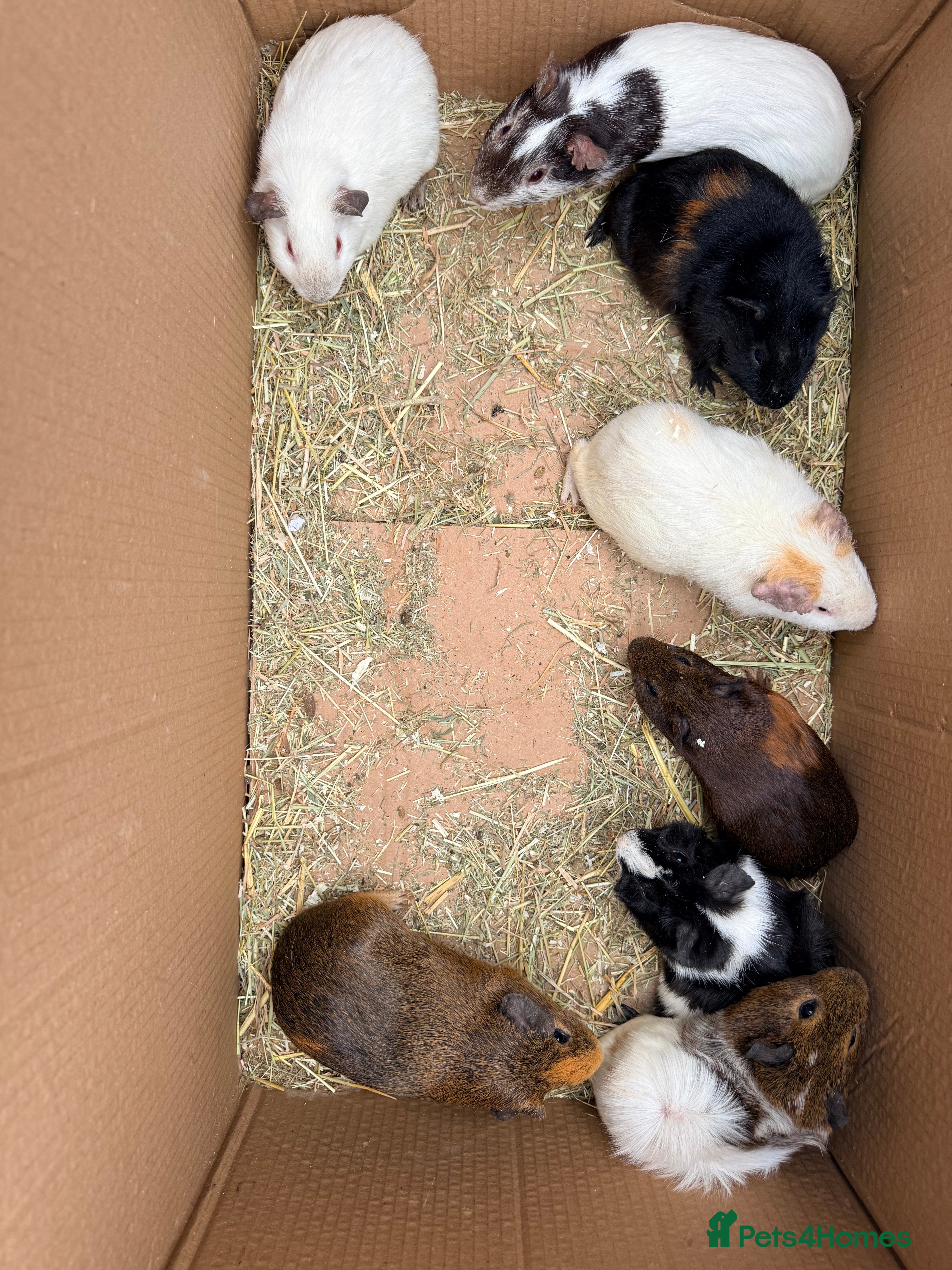 Guinea Pig rodents Baby Boar guinea pigs  - Advert 16