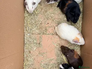 Guinea Pig rodents Baby Boar guinea pigs - Advert 16