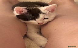 Mixed Breed cats for sale: Four beautiful kittens with lovely markings! - Image 4