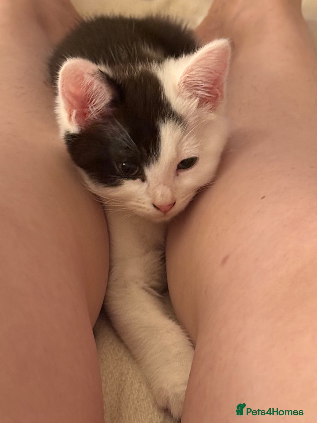 Mixed Breed cats for sale: Four beautiful kittens with lovely markings! - Image 4