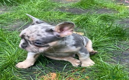 French Bulldog dogs for sale: 2 lovely French bulldog boys for sale  - Image 2