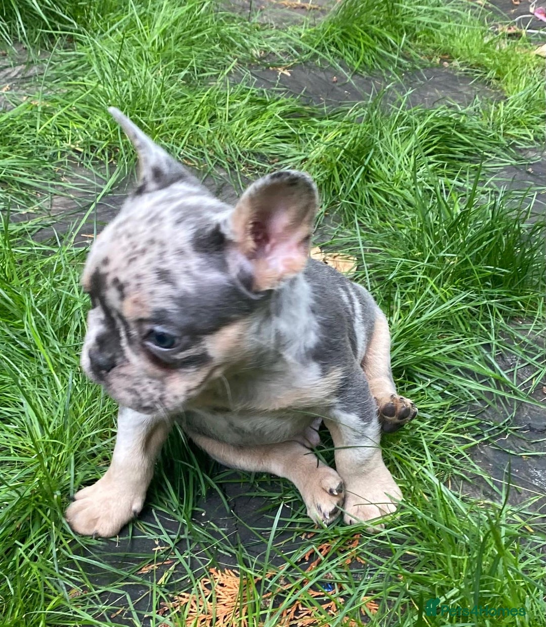 French Bulldog dogs for sale: 2 lovely French bulldog boys for sale  - Image 2
