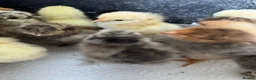 Chickens poultry for sale: Chicks recently hatched Silkies,Buffs & Leghorns  - Advert 2