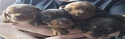 Dachshund dogs for sale: Beautiful littler of pedigree mini Dachshunds  - Advert 17