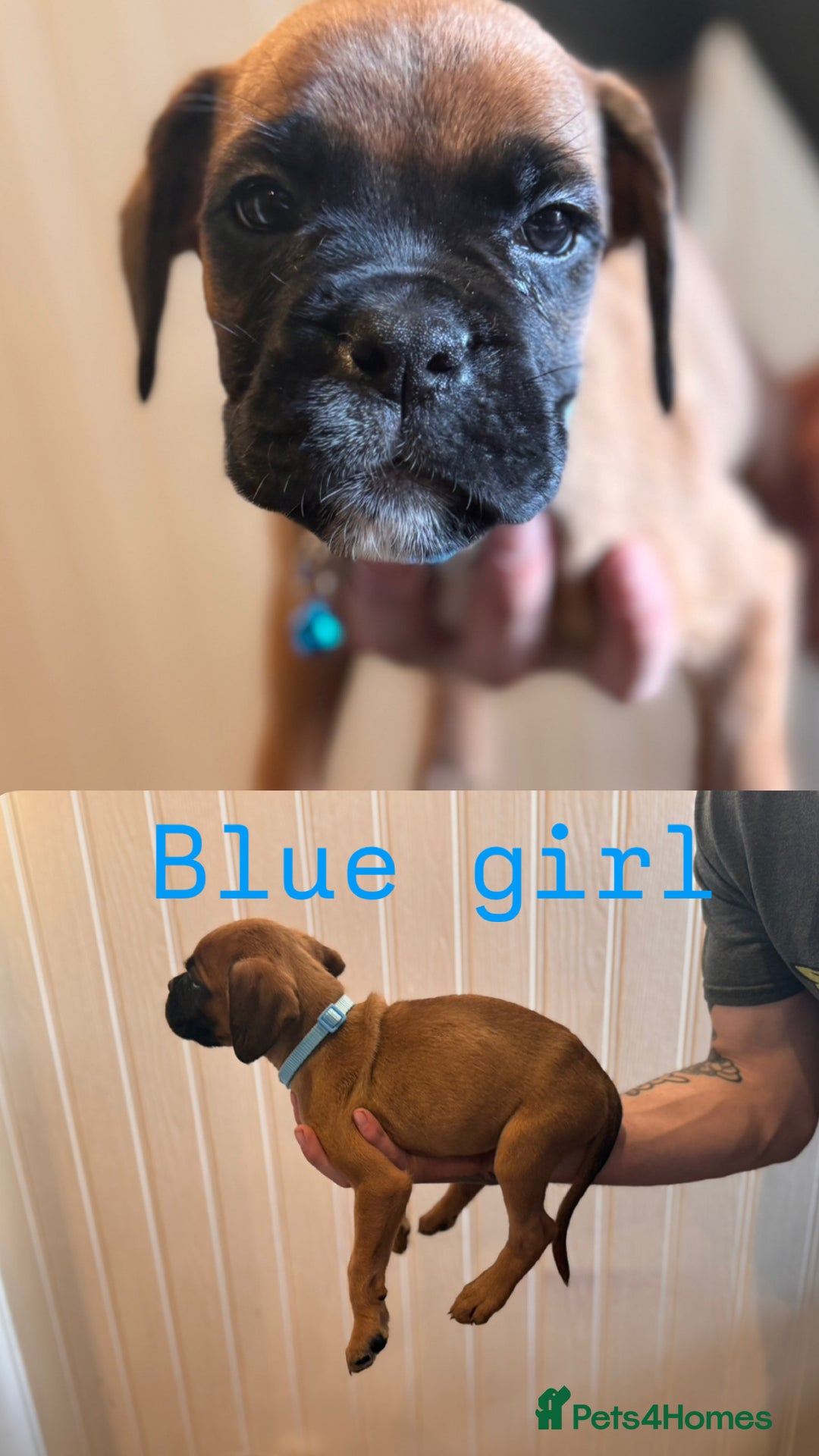 Boxer dogs for sale: Boxer puppies - Image 6