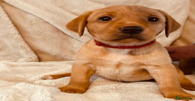 Labrador Retriever dogs - Advert 8
