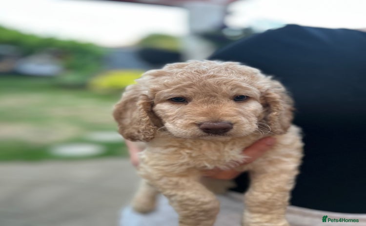 Cockapoo dogs - Advert 5