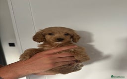Cockapoo dogs for sale: cockapoo puppies  - Image 20