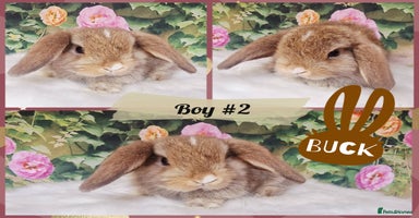 Mini Lop rabbits - Advert 6