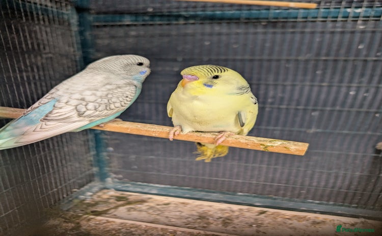 Budgerigars birds - Advert 1