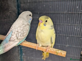 Budgerigars birds - Advert 26