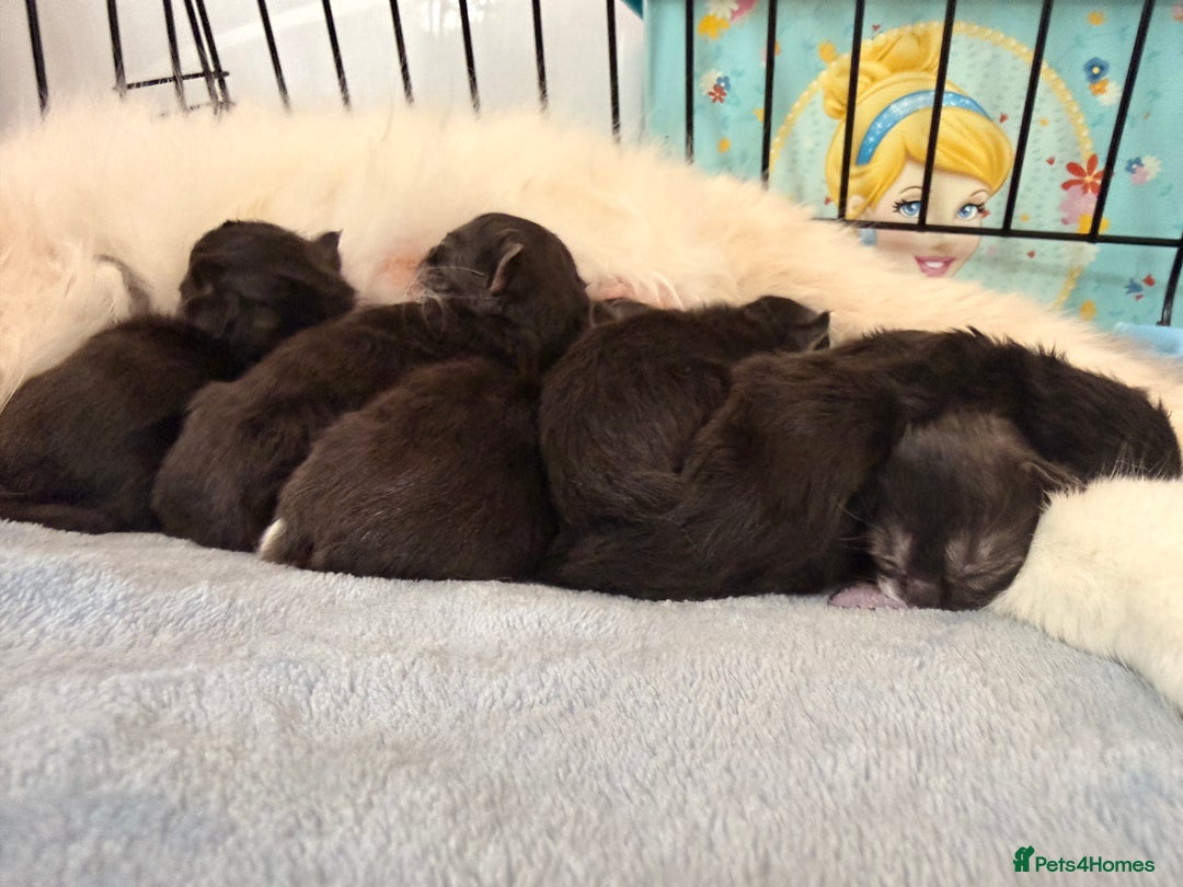 Maine Coon cats for sale: Mainecoon cross ragdoll  - Advert 3