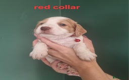 Cocker Spaniel dogs for sale: Beautiful cocker spaniel puppies - Image 11