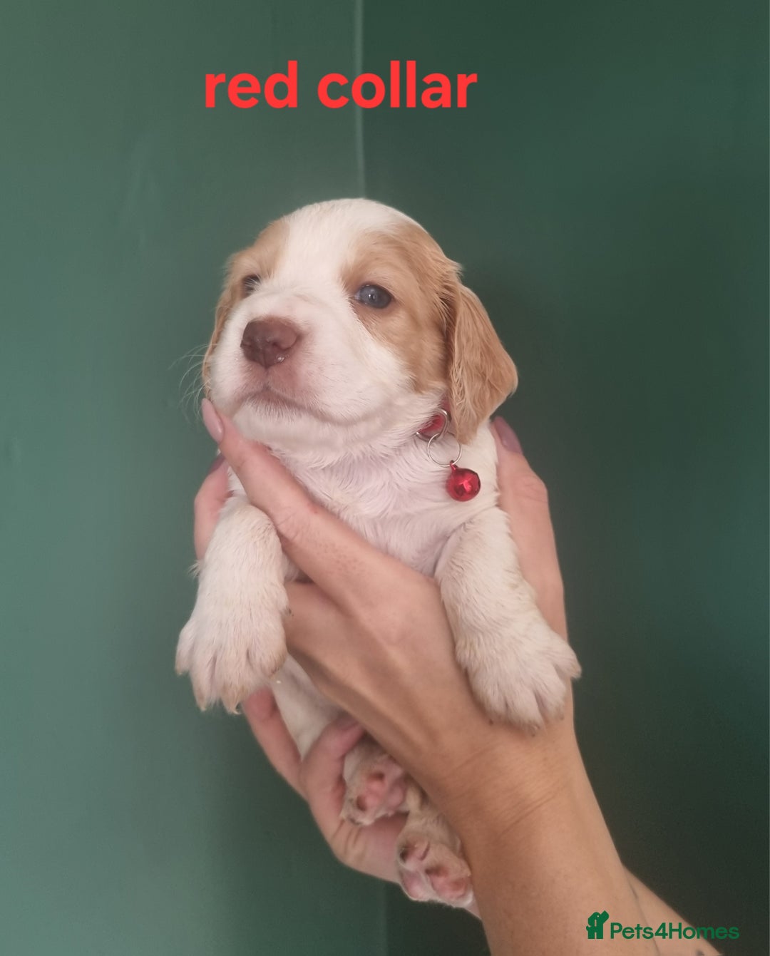 Cocker Spaniel dogs for sale: Beautiful cocker spaniel puppies - Image 11