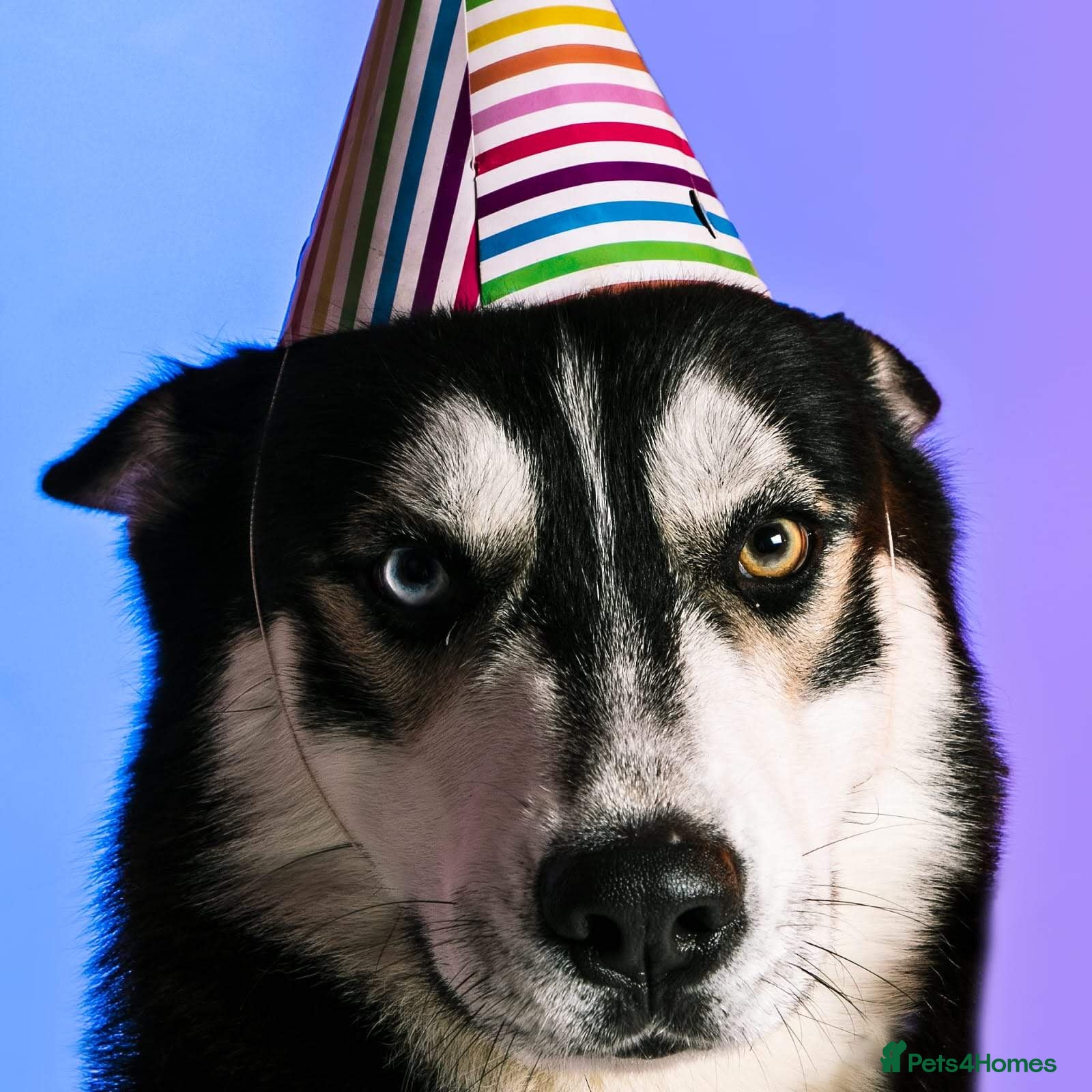 Siberian Husky dogs Husky Stud  - Advert 3