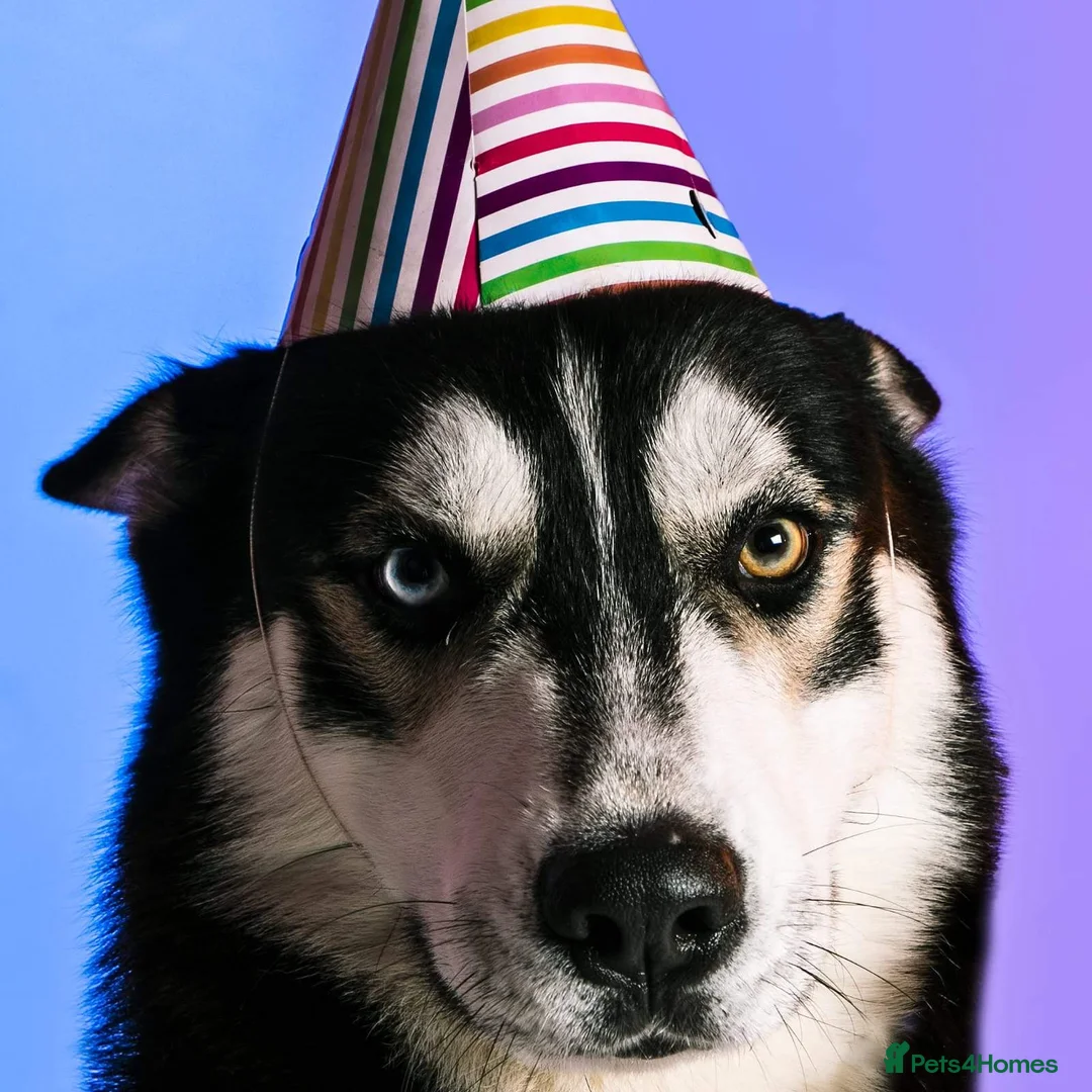 Siberian Husky dogs for stud: Husky Stud  - Advert 1
